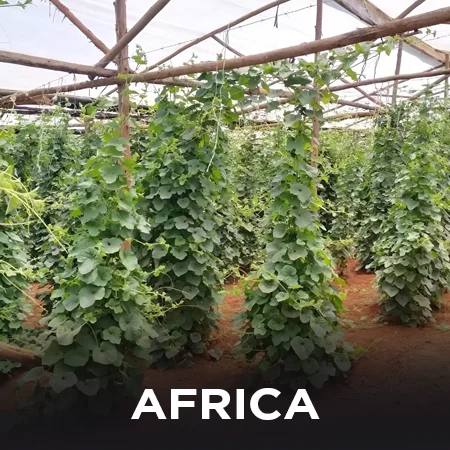 africa hydrponics farming