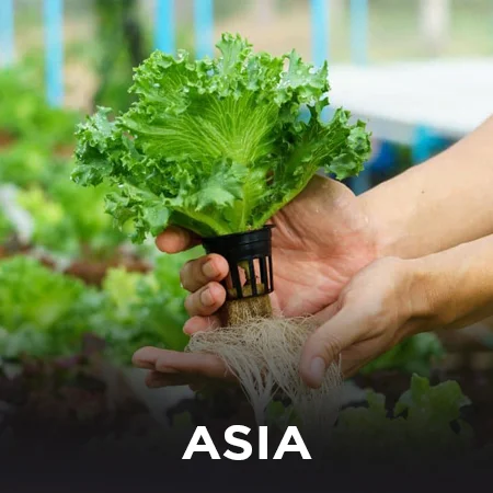 ASIA hydrponics farming