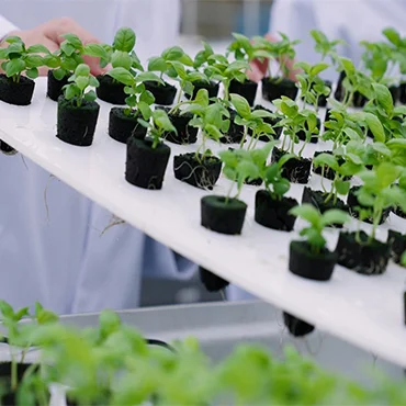 Future of Farming: Aeroponics