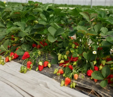 hydroponics Strawberries farming