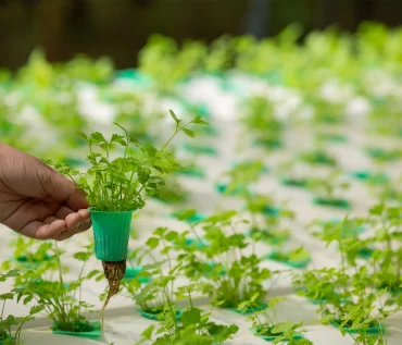 Hydroponics vs Traditional Farming