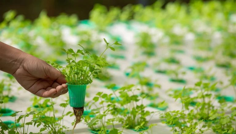 Hydroponics vs Traditional Farming