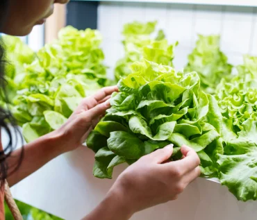 Common Problems in Hydroponic Farming