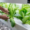 Water Recirculation in Hydroponics