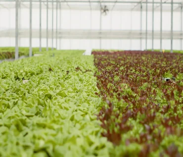 Hydroponics An Introduction to Soilless Farming