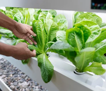 Hydroponic Farm