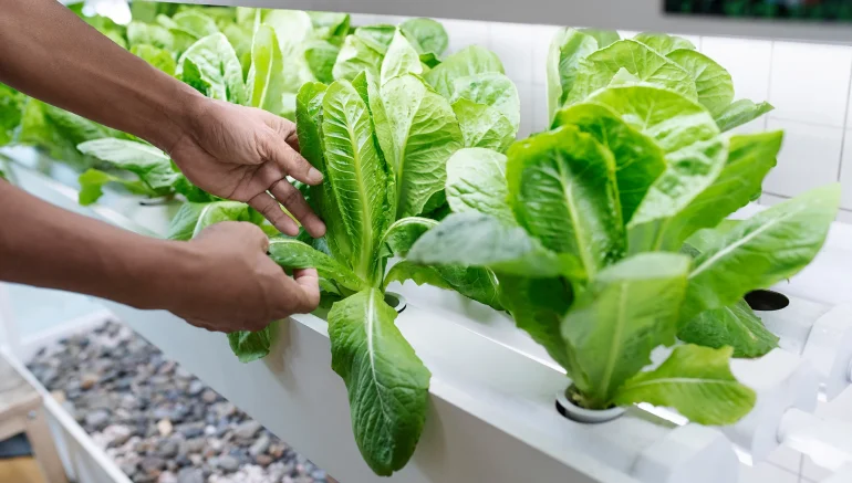 Hydroponic Farm