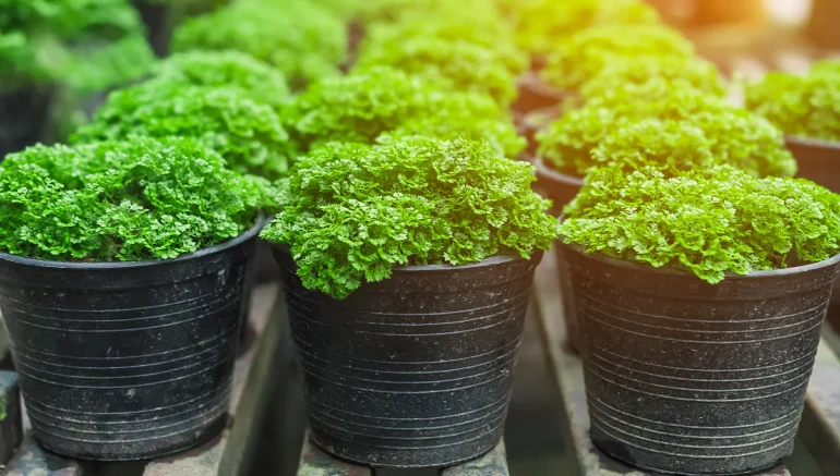 Environmental Benefits of Hydroponic Farming