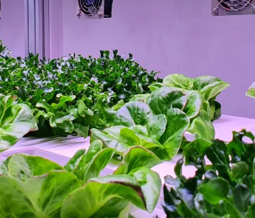 optimize plant in hydroponics