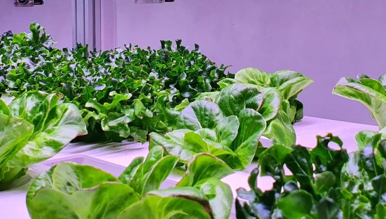 optimize plant in hydroponics