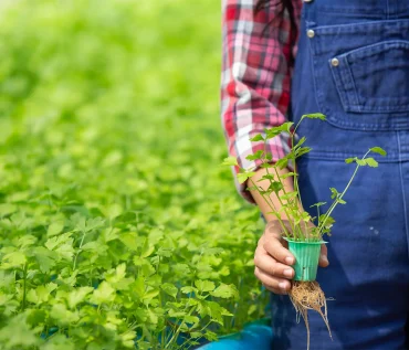 Hydroponics and Urban Farming