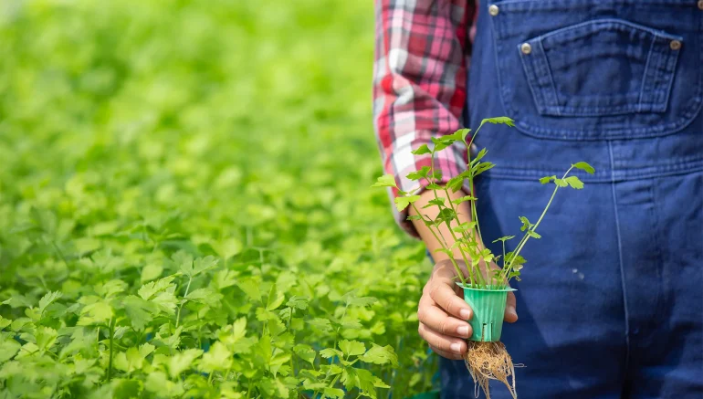 Hydroponics and Urban Farming