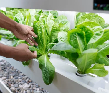 Indoor vs. Outdoor Hydroponic Farming