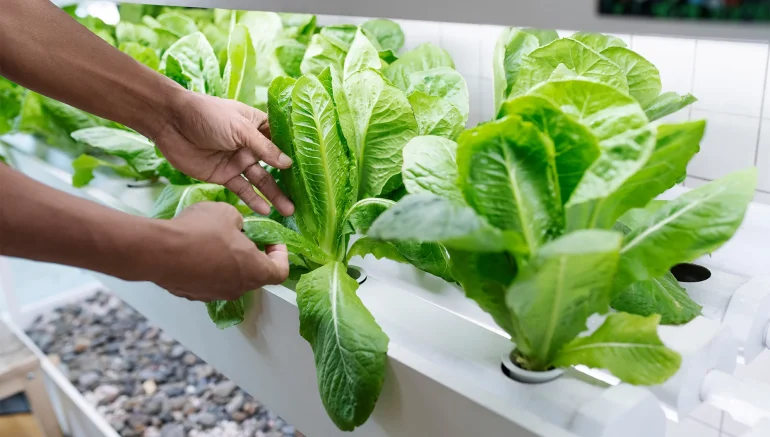 Indoor vs. Outdoor Hydroponic Farming