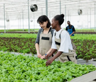 Hydroponic Farming in Urban Areas