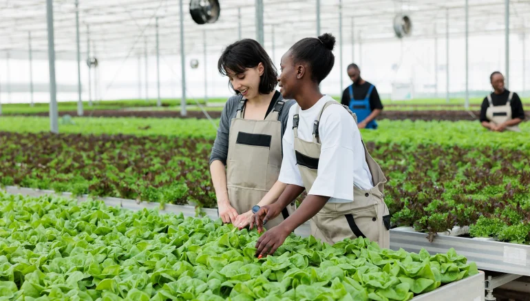 Hydroponic Farming in Urban Areas