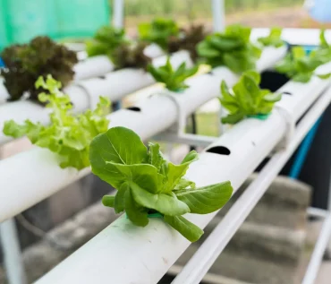 Artificial Lighting in Indoor Hydroponics