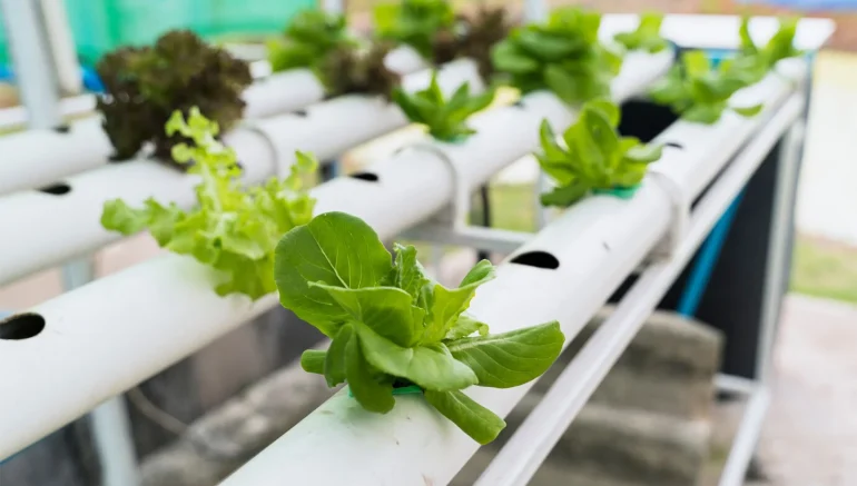 Artificial Lighting in Indoor Hydroponics