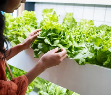 Science Behind Hydroponic Farming