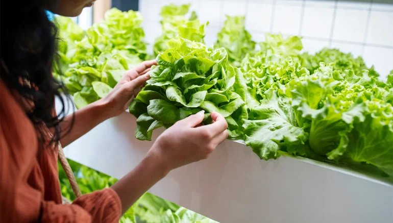 Science Behind Hydroponic Farming