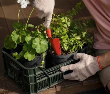 hydroponics bell peppers