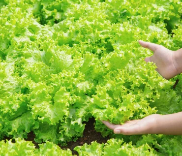 Hydroponic Farming Solve Global Food Insecurity