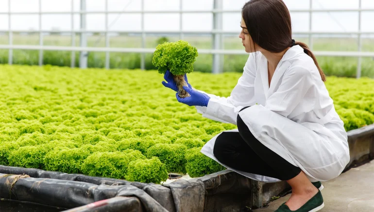 Technology in Hydroponic Farming