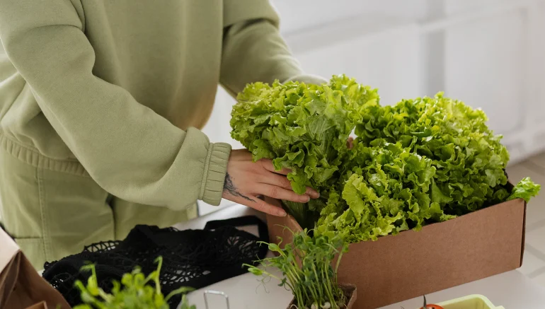 Hydroponics Grow Plants