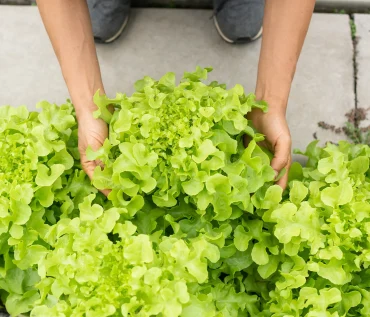 Lettuce Yields in Hydroponics