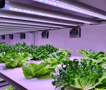 Solar Power for Your Hydroponic System