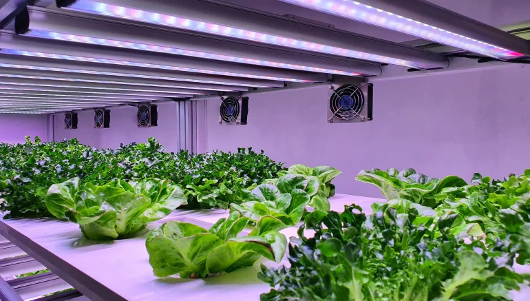 Solar Power for Your Hydroponic System