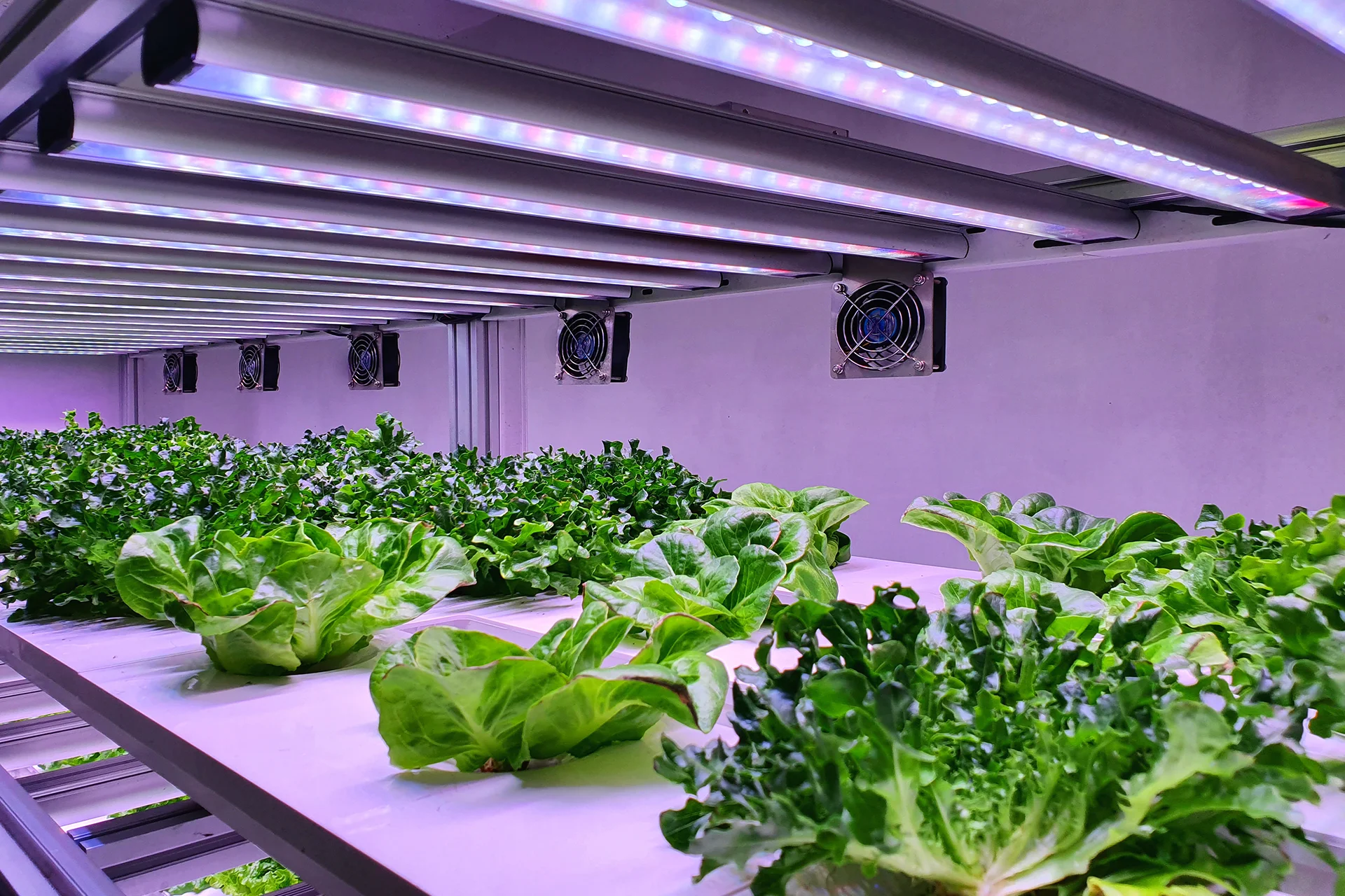 How to Use Solar Power for Your Hydroponic System