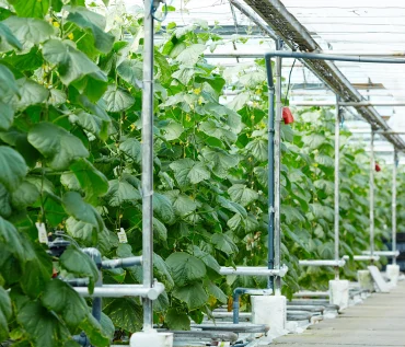 Grow Lettuce in a Hydroponic System