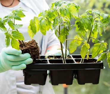 Pests in Hydroponic Herb Gardens