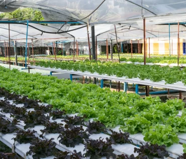 Hydroponic Farming for Small Businesses