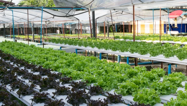 Hydroponic Farming for Small Businesses