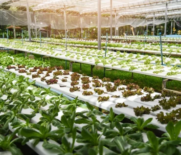 Maximizing Crop Yields with Hydroponic Farming