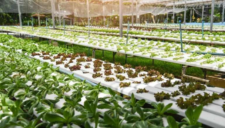 Maximizing Crop Yields with Hydroponic Farming