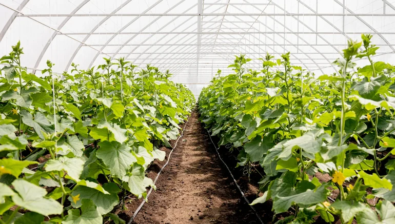 Modern Hydroponic Farming