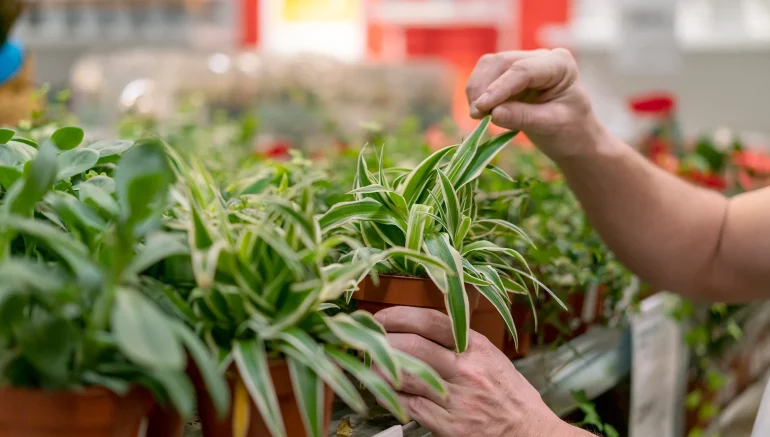 Hydroponics for Sustainability