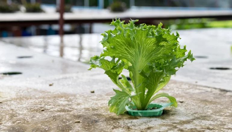 Home Gardeners