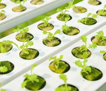 Hydroponic Gardening