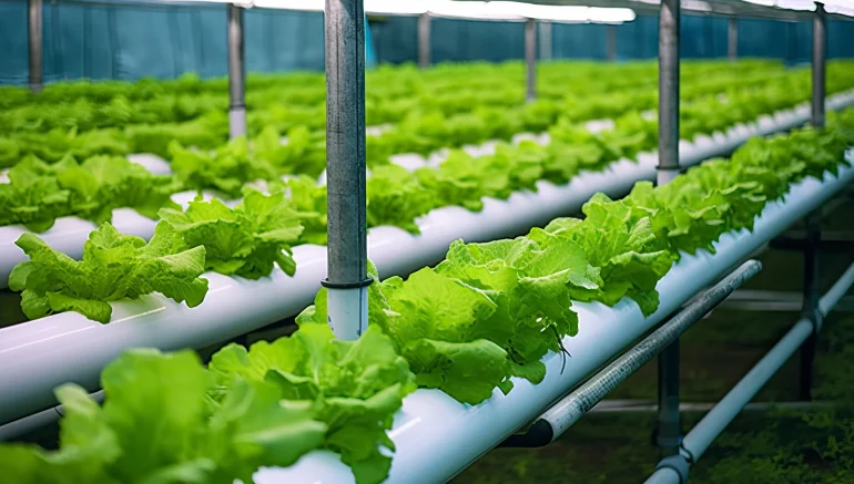 Hydroponic Farming vs. Aquaponics