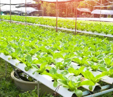 Vertical Farming and Hydroponics