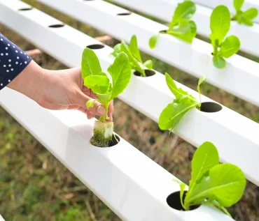 small hydroponic systems for educational purposes