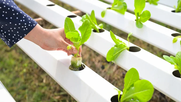 small hydroponic systems for educational purposes