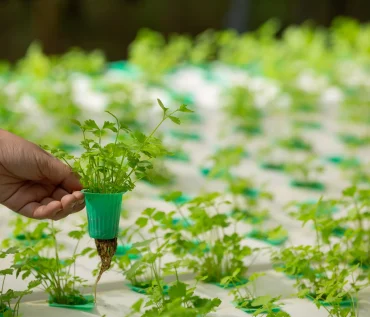 hydroponic garden at home