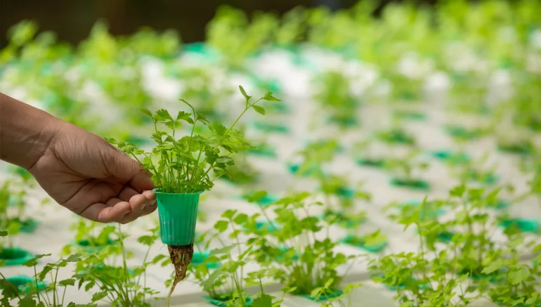 hydroponic garden at home