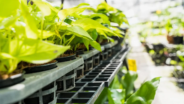 Hydroponic Farms