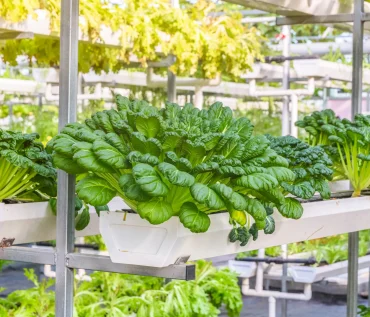 Why Hydroponics is considered as the Future of Sustainable Agriculture